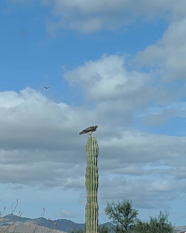 JustinBauerArt's tweet photo. #MEX19 https://t.co/Lv6dQsfQAS https://t.co/KwuYITjsZm