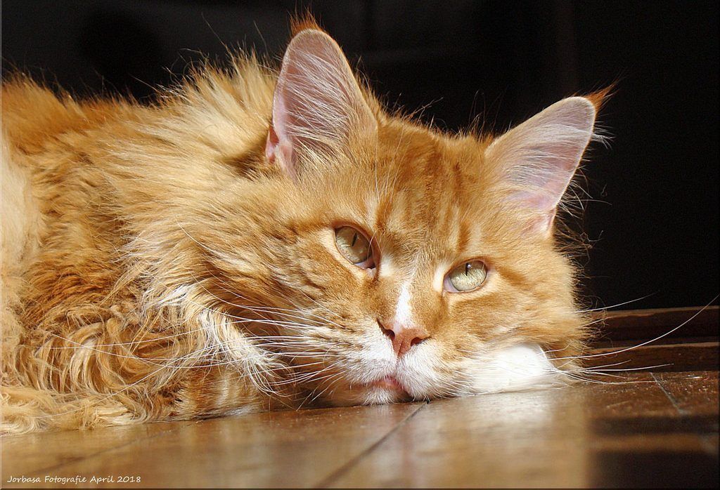 AnimalsWisdom's tweet photo. If animals could speak, the dog would be a blundering outspoken fellow; but the cat would have the rare grace of never saying a word too much.
― Mark Twain  #Caturday #cats https://t.co/icikbj6677