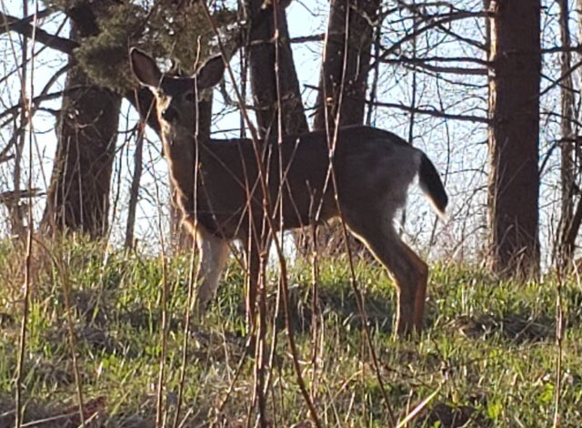 FVwellness's tweet photo. Our daily dose of deer... also our daily dose of alliteration? 😆
#backyardwildlife https://t.co/SuuBD8FQyC