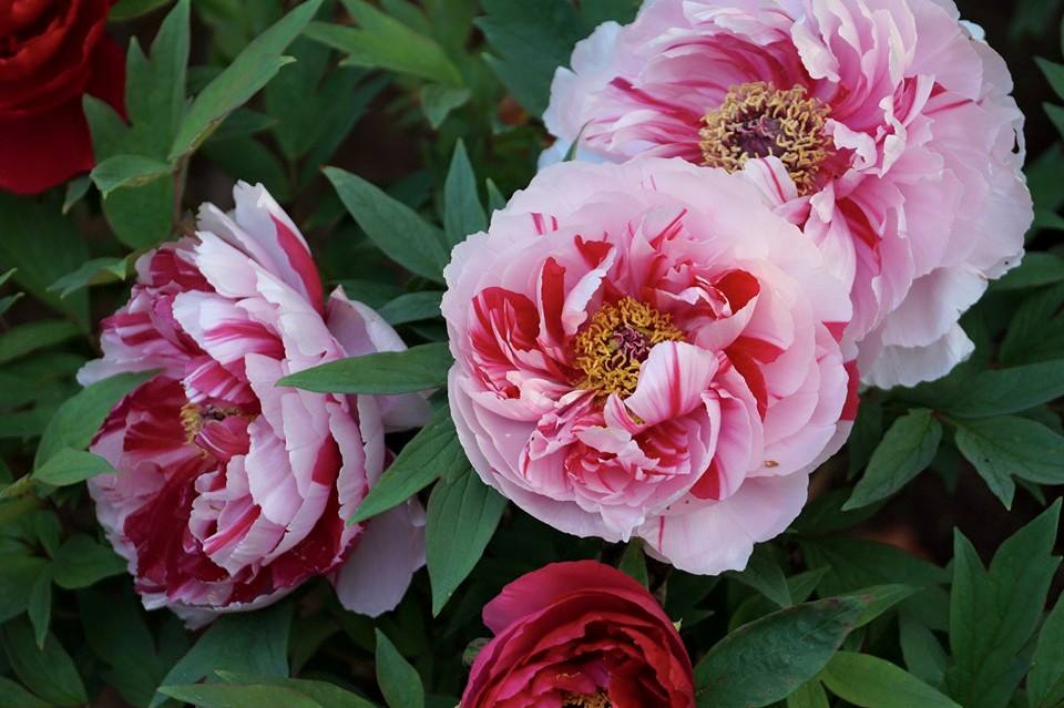 染の安坊 そめのあんぼう 牡丹を描いた手ぬぐい 庭の牡丹 もございますよ T Co Z2x9eoa57k 牡丹 ぼたん Peony 富貴草 富貴花 百花王 花王 花神 花中の王 百花の王 天香国色 名取草 深見草 二十日草 廿日草 忘れ草 鎧草