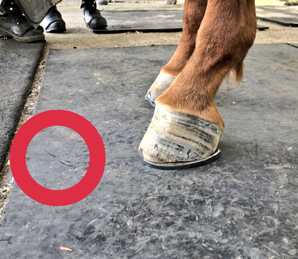 ট ইট র 馬の学校 馬事学院 バジガク 引退馬を活用し人材 厩務員学校 東関東馬事専門学院 高等学院 八街市 バジガクチュラ 父 トーセンホマレボシ 母 ラビットファレル お陰様で蹄の状態も良くなり今日は放牧場で草刈りのお仕事 2時間ぐらい遊んで