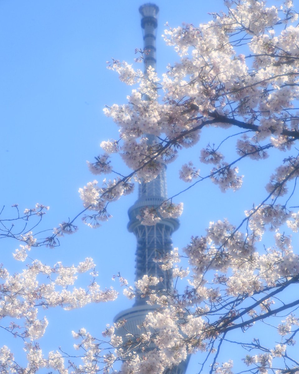 スカイツリーと桜