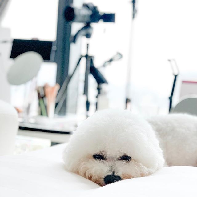 bethniy's tweet photo. ☁️☁️☁️ 媽媽拍片，我訓覺😌 
#bubblesthebichon #lifeoftheszes https://t.co/43XLOeOIxU https://t.co/yH8cLWV7UV