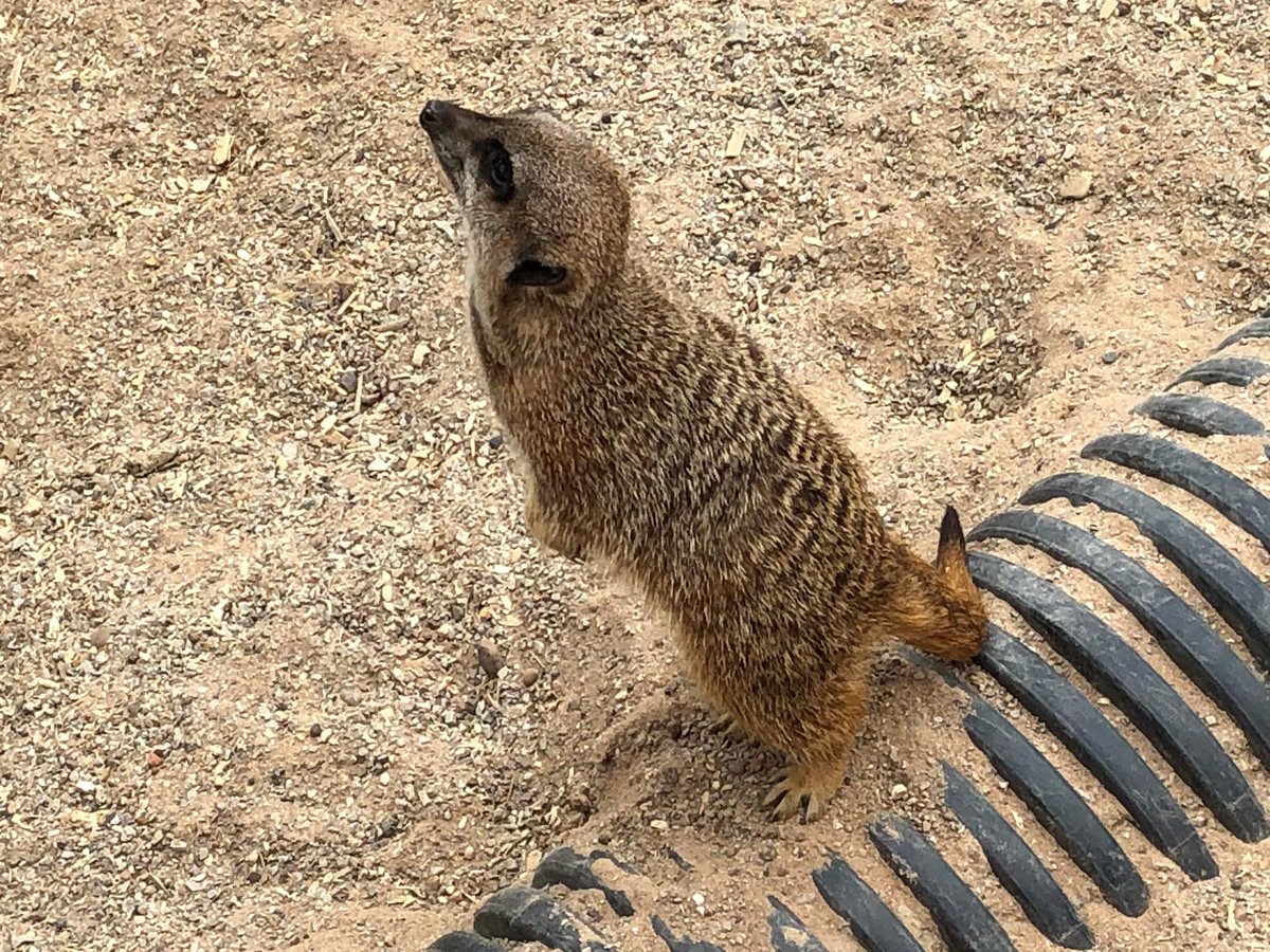 HBPSystems's tweet image. An exclusive behind the scenes look at the latest #KCPOS Case Study on our customer, @Smithillsfarm. 

Thank you @Smithillsfarm for having us and thank you to the brilliant Phil @BigFatPigeon for filming it!

To be released soon!

#CaseStudy #EPOS #FarmAttraction #Testimonial