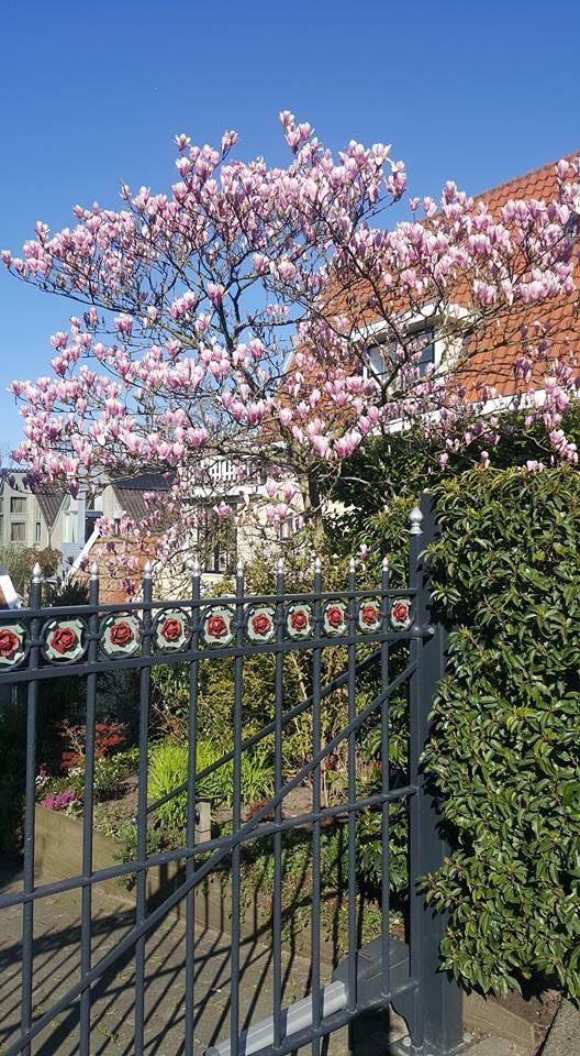 Voorjaar in Amsterdam noord kikkerdril en magnoliabloesem.