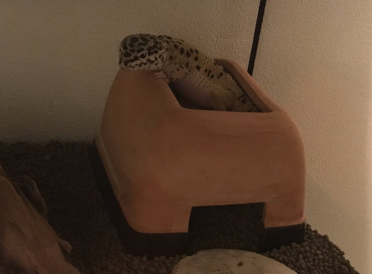 かわいい