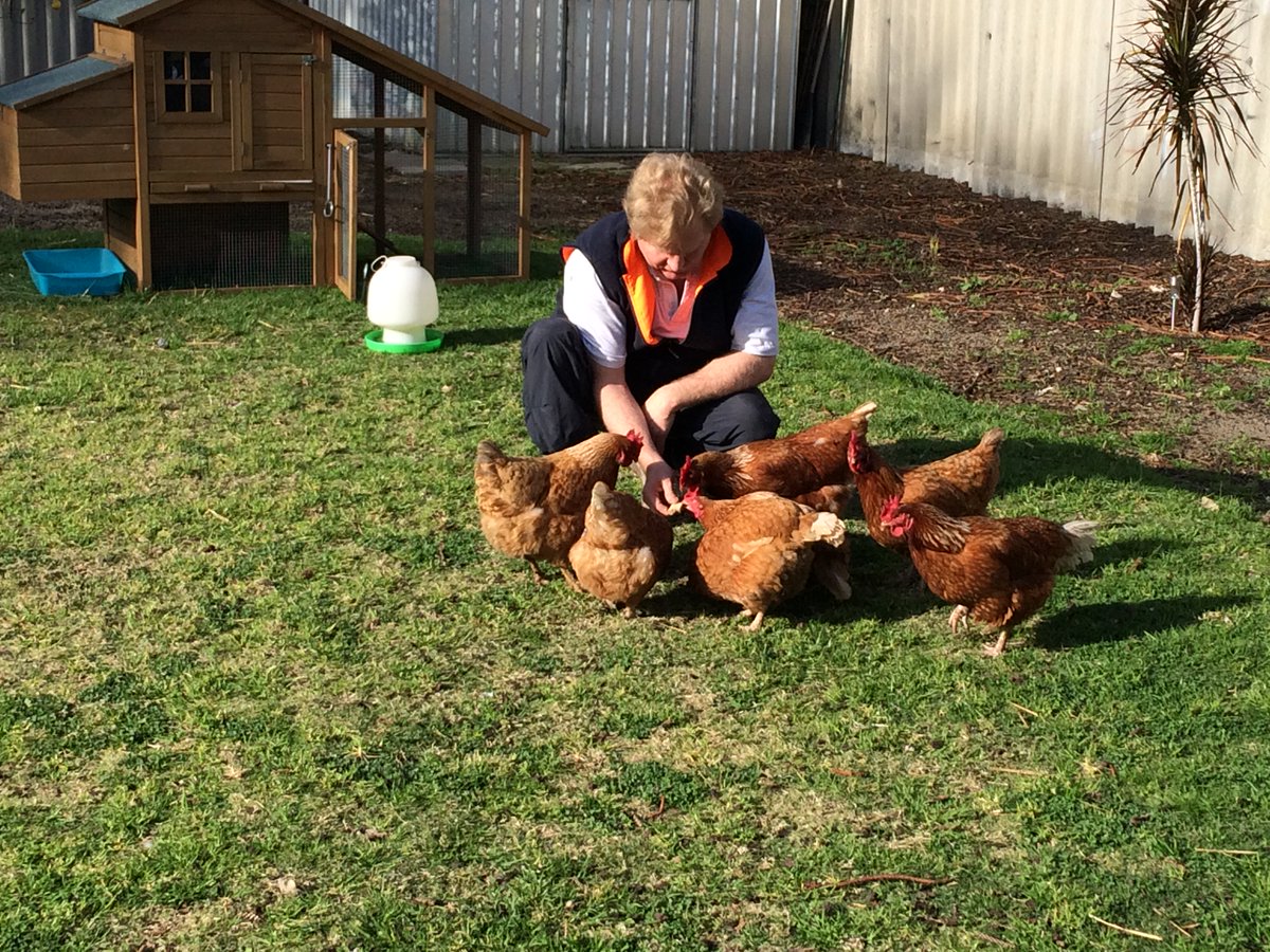 Chooksinthecity Hashtag On Twitter