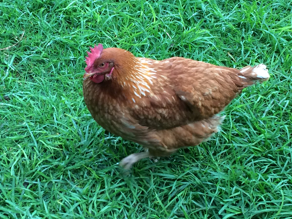 Chooksinthecity Hashtag On Twitter