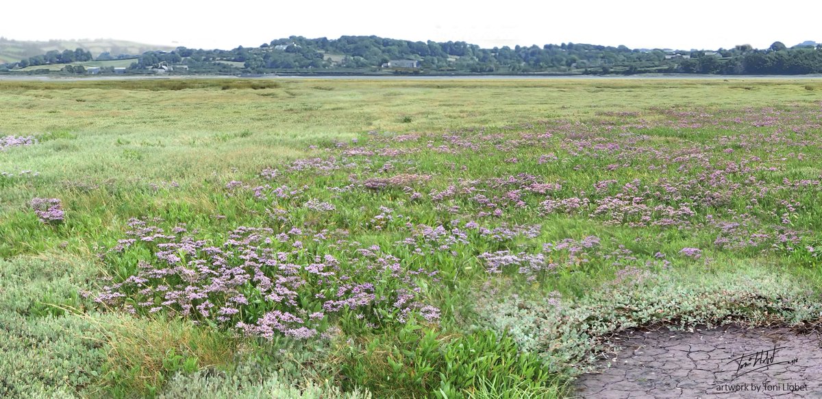 Saltmarshes are sculpted by the sea, directly, especially when it’s rough, but also in subtler ways, as in inducing plant ‘zonation’. In the image, salt tolerant species such as sea-purslane&saltmarsh grass, leave way to a mid-marsh full of sea lavender&sea thrift  #amazingnature
