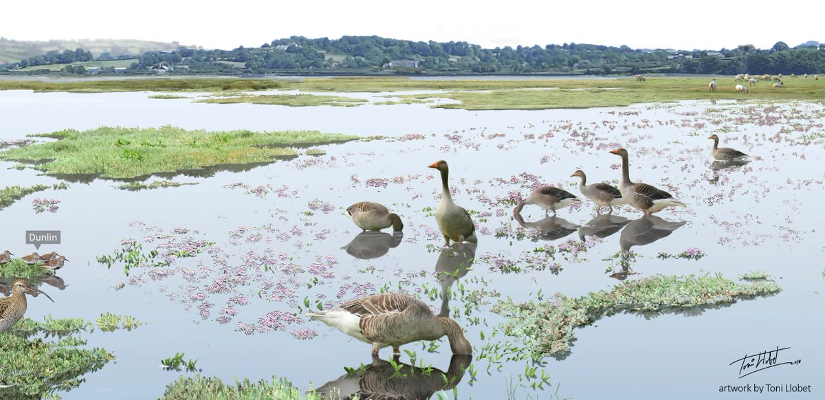 During high tide, sheep can only graze on the highest grounds. The rest of the marsh is flooded & only long-necked birds, such as geese, can graze on the flooded meadows. Indeed, most UK marshes can get completely flooded during spring tides, and even more during storm surges