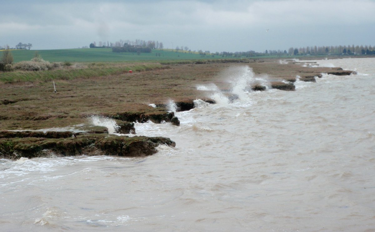 When covered by water during a  #storm  #surge, the plant cover and bumpy surface of  #saltmarshes causes waves to lose at least 15% of their height over a distance of only 40m, acting as a  #nature-based solution for  #floodriskmanagement  https://www.cam.ac.uk/research/news/salt-marsh-plants-key-to-reducing-coastal-erosion-and-flooding (Photo  @JA_Tempest)