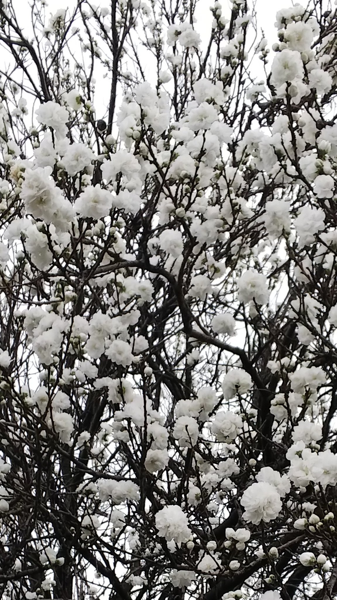 月子 アイコン変更しました 白い花 桜の木の中に一本だけ 違う花 とても綺麗なんですが 何ていう花なのでしょう 色々な名前がうかぶけど わかりません どなたか教えて下さい T Co 5ksqji5xig Twitter