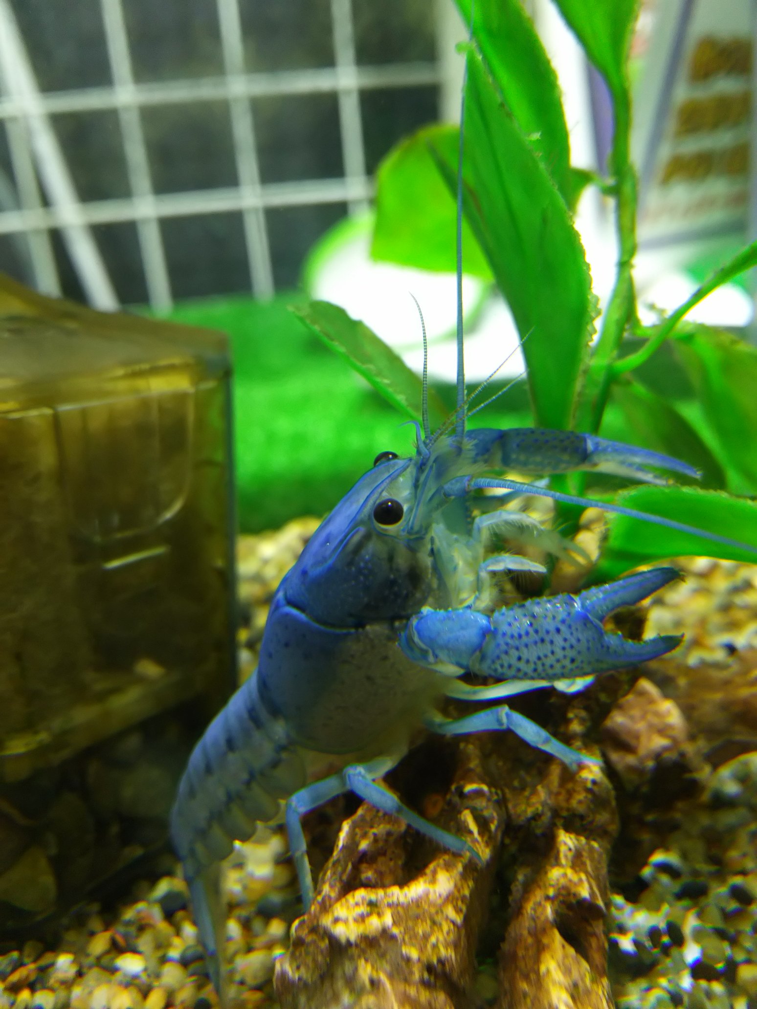 ペットプラザ大和高田池尻店アクア ミニアニマル フロリダハマーいてます おめめくりくりでかわいいです 三枚目の写真はこの俺の右手をみろって感じでアピールしてます笑 フロリダハマー ブルー ザリガニ ペットショップ アクアショップ ペット