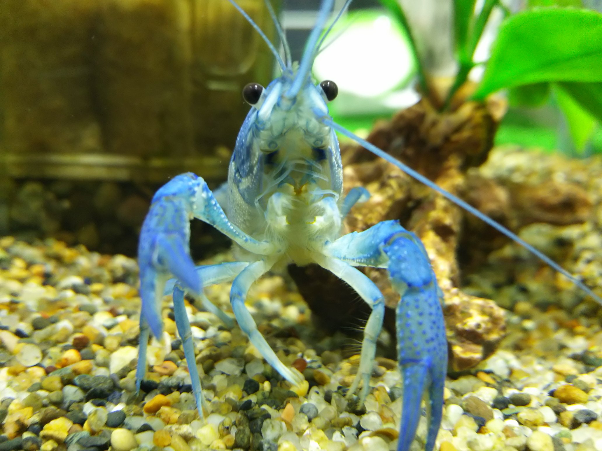 ペットプラザ大和高田池尻店アクア ミニアニマル フロリダハマーいてます おめめくりくりでかわいいです 三枚目の写真はこの俺の右手をみろって感じでアピールしてます笑 フロリダハマー ブルー ザリガニ ペットショップ アクアショップ ペット