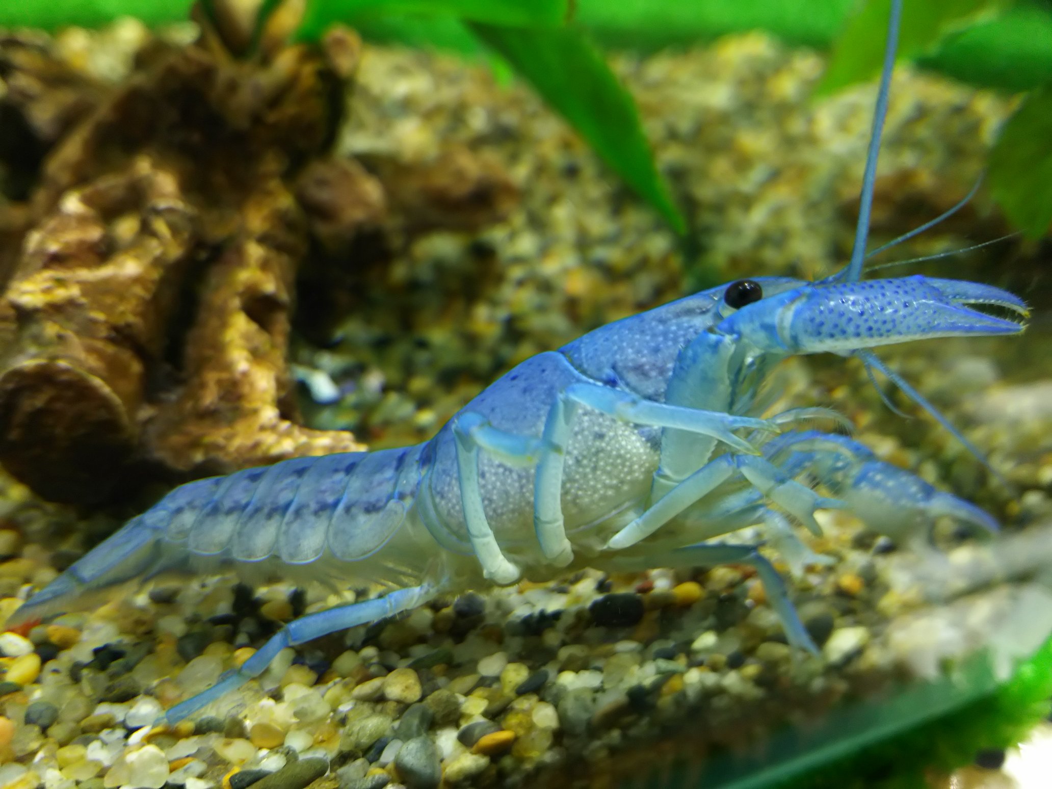 ペットプラザ大和高田池尻店アクア ミニアニマル フロリダハマーいてます おめめくりくりでかわいいです 三枚目の写真はこの俺の右手をみろって感じでアピールしてます笑 フロリダハマー ブルー ザリガニ ペットショップ アクアショップ ペット