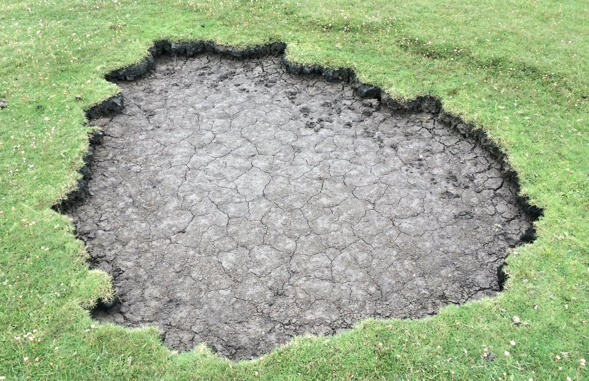 Such clear zonation patterns might get interrupted by creeks or salt pans. The formation of salt pans is a bit of a mystery. Some authors claim they are old creeks that became disconnected. Others, suggest that pans are the result of the way the marsh was colonised initially