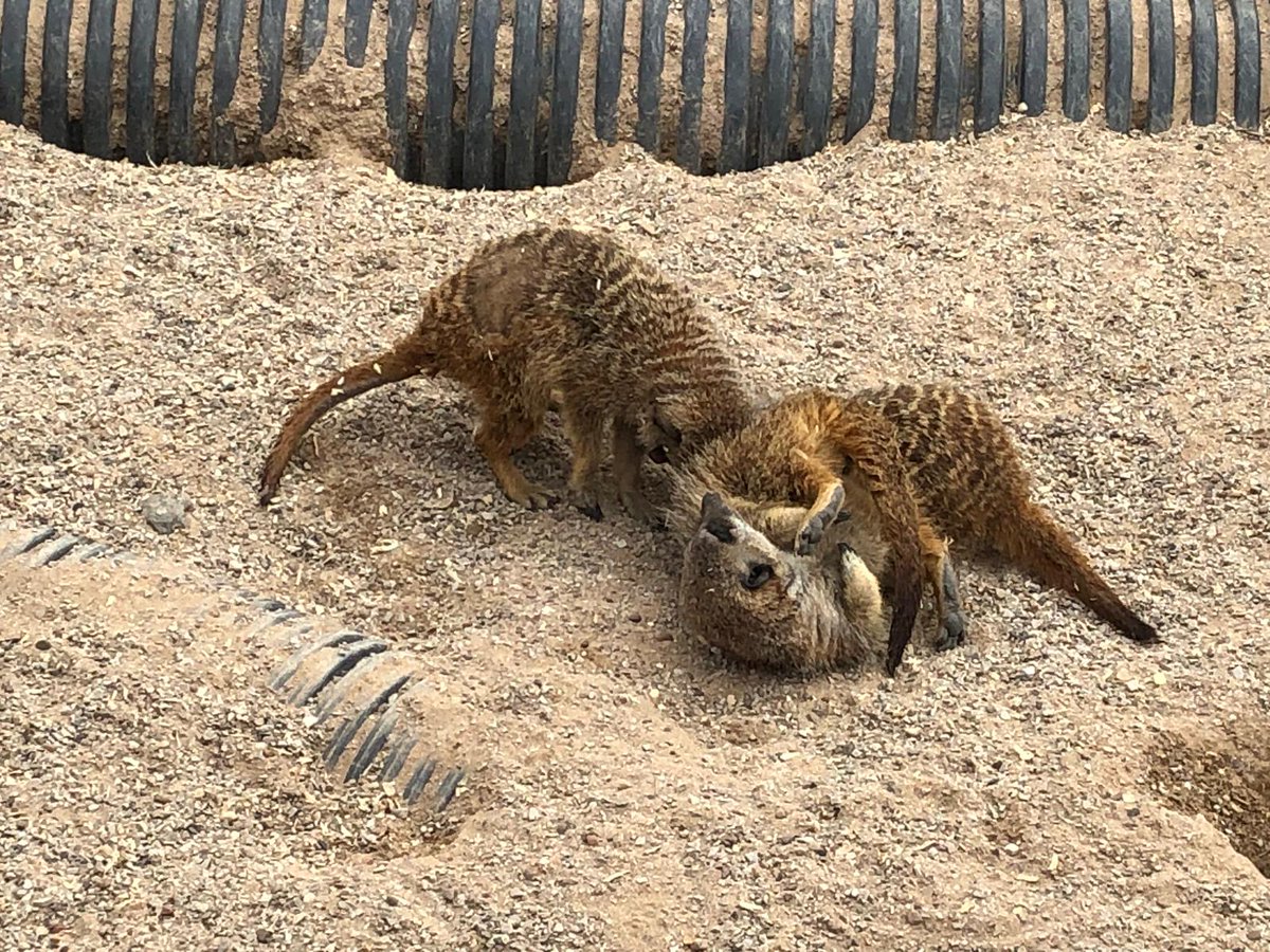 KAMComputers's tweet image. Here's an exclusive sneak peek of our latest #KCPOS Case Study. 

Thank you to @Smithillsfarm for speaking about your journey with #KCPOS and thanks to Phil @BigFatPigeon for filming!

All will be revealed soon!

#EPOS #CaseStudy #KCSolutions #Customer #Testimonial