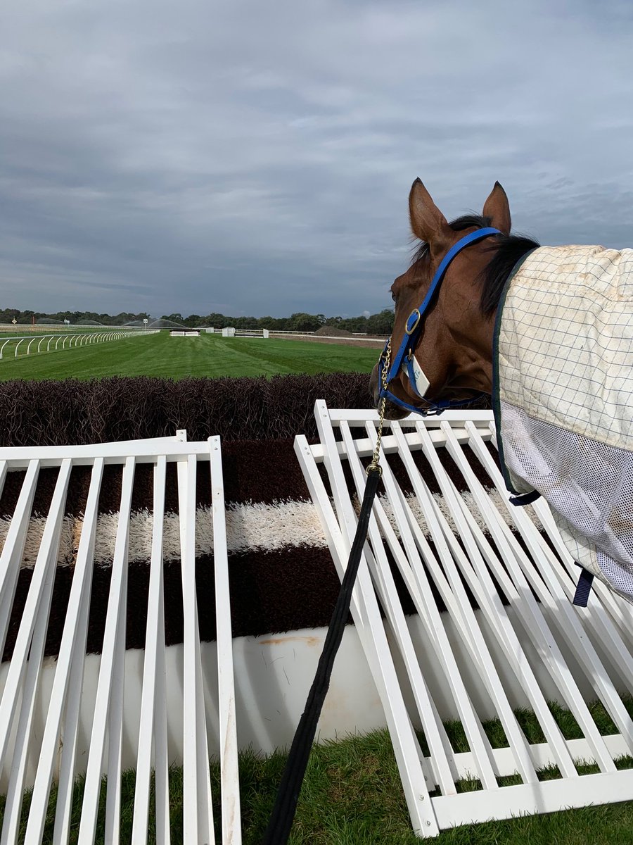 Emspartaracing's tweet photo. And now he realises why we are here!! 🎉🏇 #jumpsracing #Australia #monarchchimes https://t.co/bBRLgD1hz1