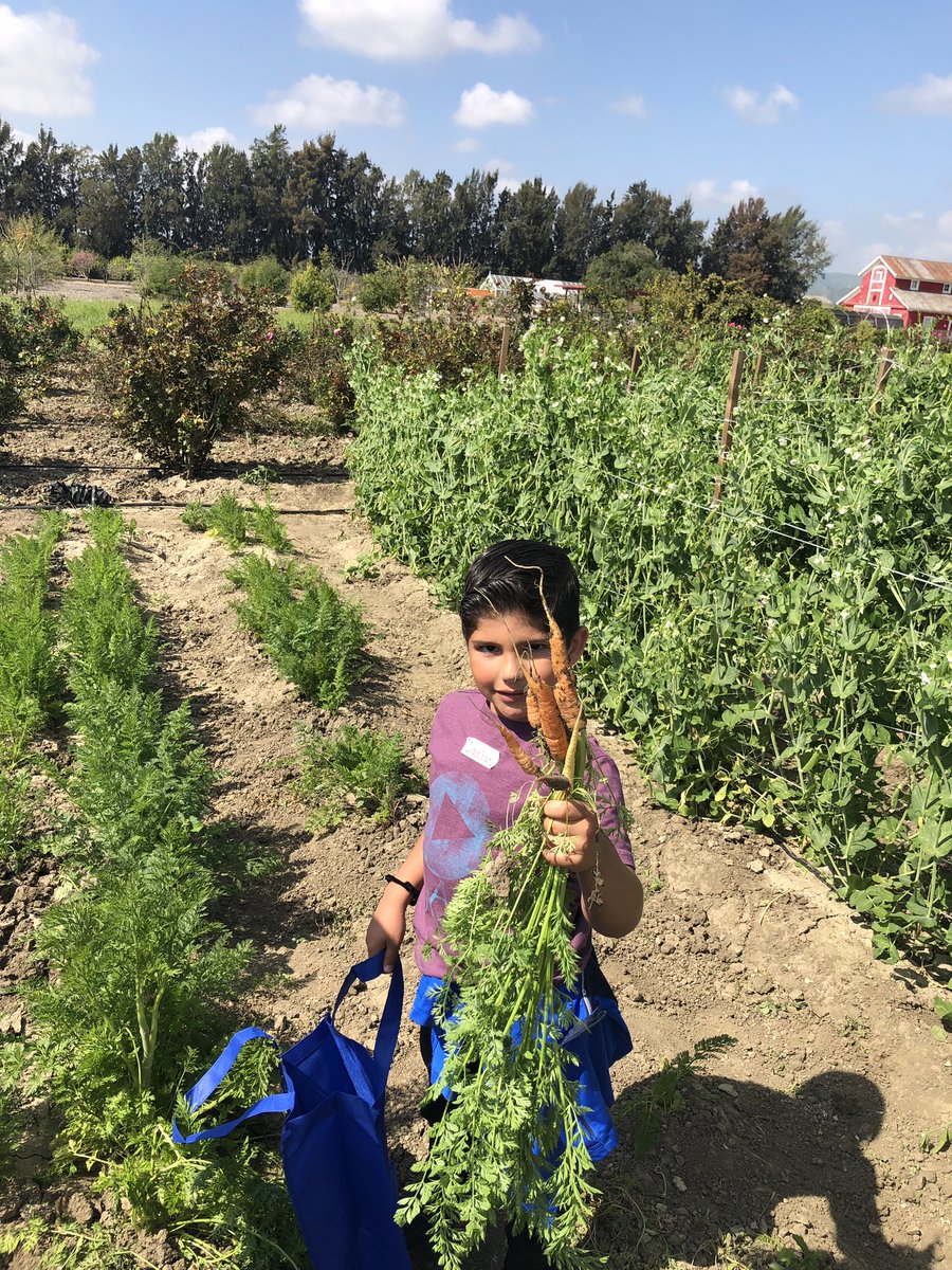 pompilioPVSD's tweet photo. Kinders had a great field trip to Hansen Agricultural Research Center.  @PVSDteachers @PVSDteachers #pvshares https://t.co/FRXrY4e67Y