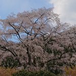 ツイートに含まれる画像