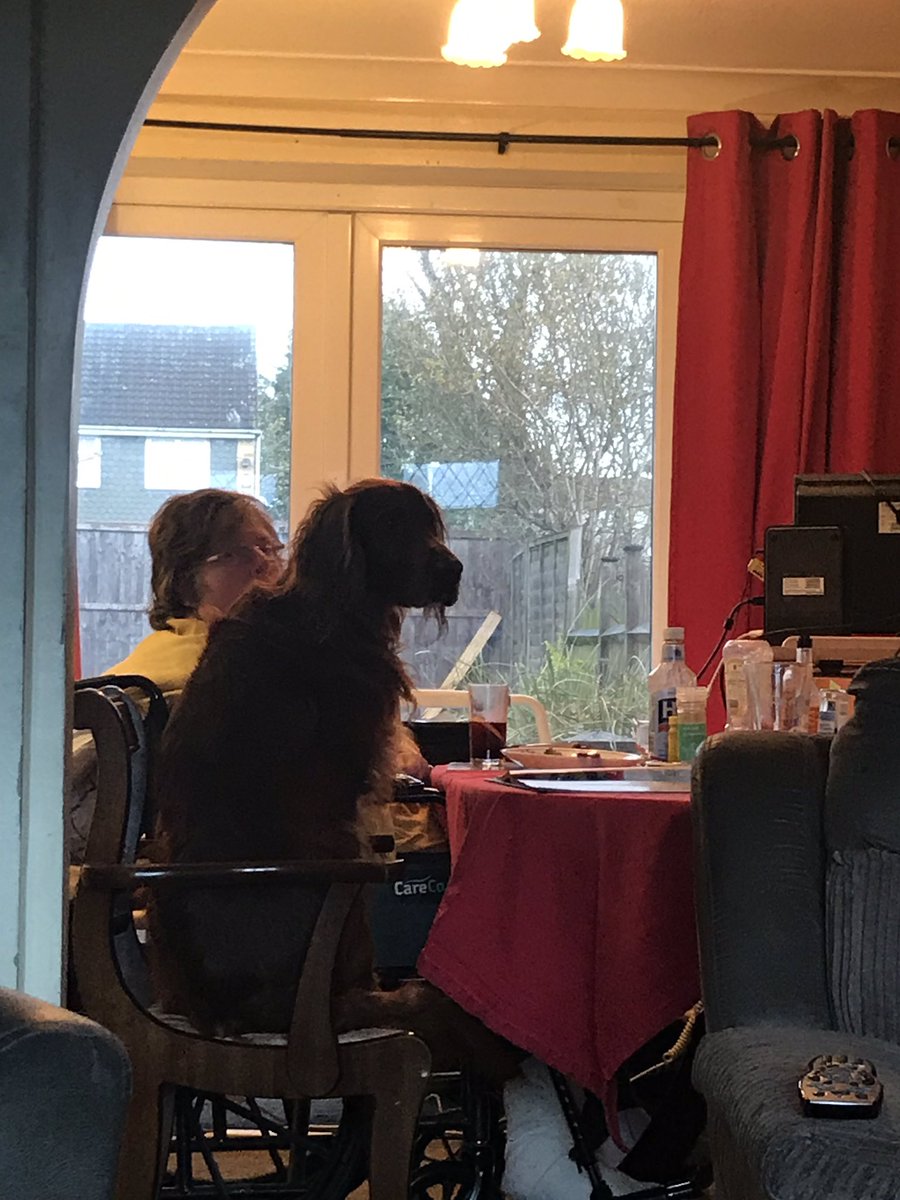 Mbujj's tweet photo. When your dog thinks he is people #irishsetter https://t.co/uHcoRLjt63