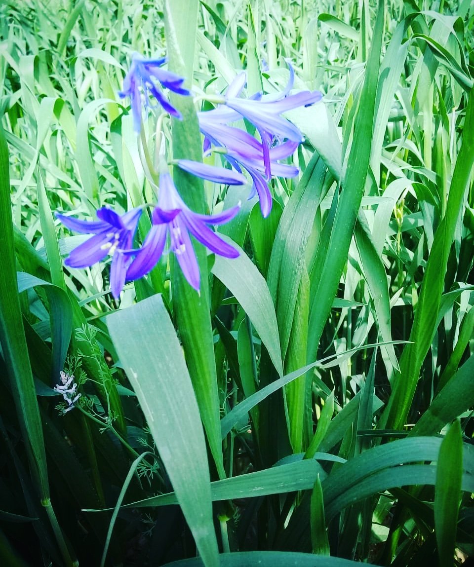 ShadBegum's tweet image. Spring is here. Lower #Dir is blooming 💞

#SpringTime #springbreak2k19 #SpringFever #LowerDir