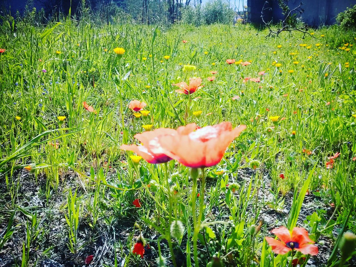 ShadBegum's tweet image. Spring is here. Lower #Dir is blooming 💞

#SpringTime #springbreak2k19 #SpringFever #LowerDir