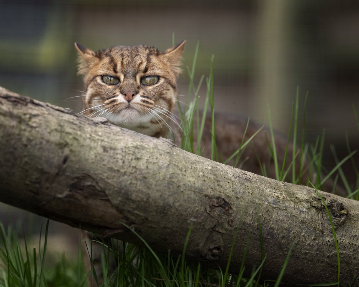 almazleaper's tweet photo. A little Good Morning, from Nuwara, #RustySpottedCat #smallestCat @TheBigCatSanct https://t.co/IwXKK7j1nY
