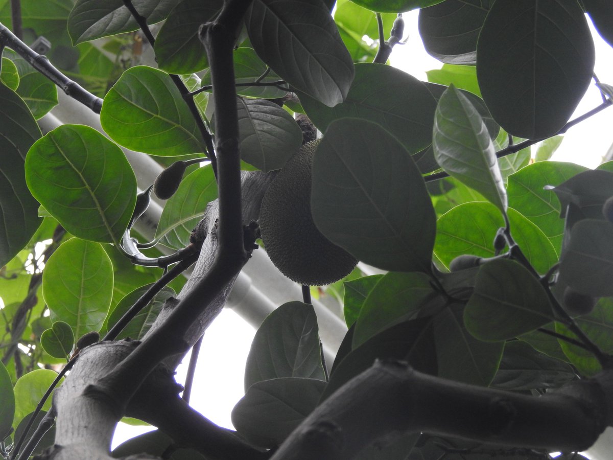 SpoelstraWill's tweet photo. Artocarpus heterophyllus produces one of the largest fruits in the world, known as jackfruit. We have a few coming along in the #palmhouse @kewgardens #Moraceae Native to lowland rainforests in South Asia. https://t.co/sLX0dvjy9O
