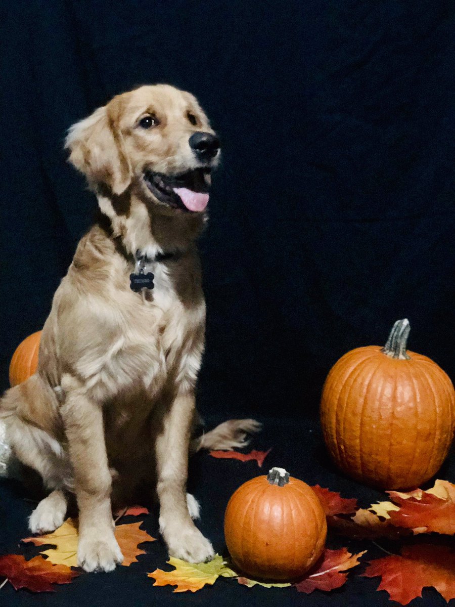 stargirlces's tweet image. today was Thiago’s 1st birthday so we got him a little cake🥳 he grew up so fast😢 #thebig1💙🐾