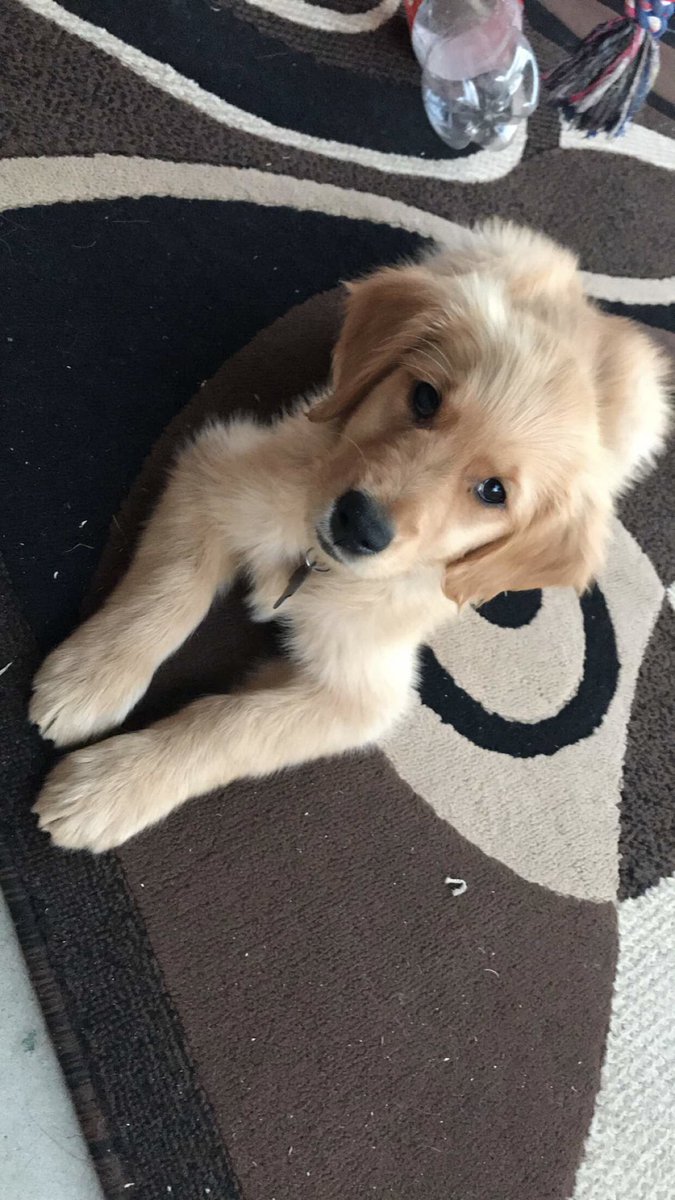 stargirlces's tweet image. today was Thiago’s 1st birthday so we got him a little cake🥳 he grew up so fast😢 #thebig1💙🐾