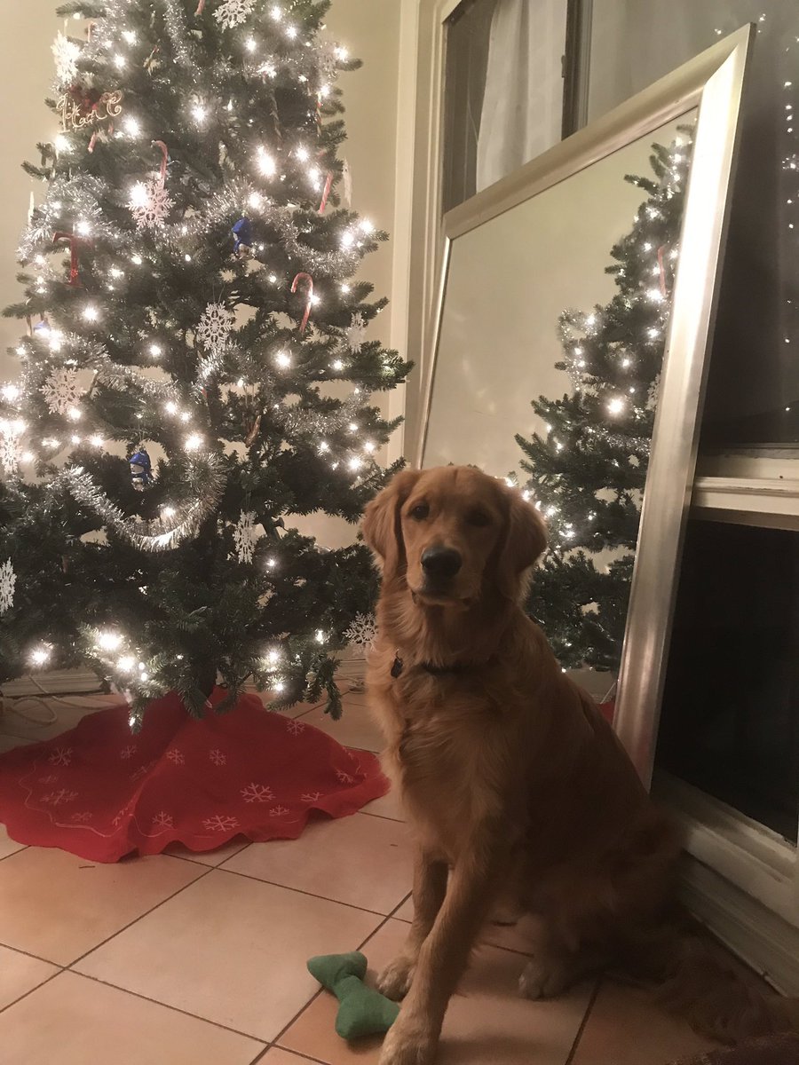 stargirlces's tweet image. today was Thiago’s 1st birthday so we got him a little cake🥳 he grew up so fast😢 #thebig1💙🐾