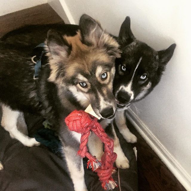 nicaganew's tweet photo. A tale of two wolves! #siberianhusky #brothers #furbabies #wolfpack 🐺🖤 https://t.co/YdkFWTedZ2 https://t.co/KARc3ateAp