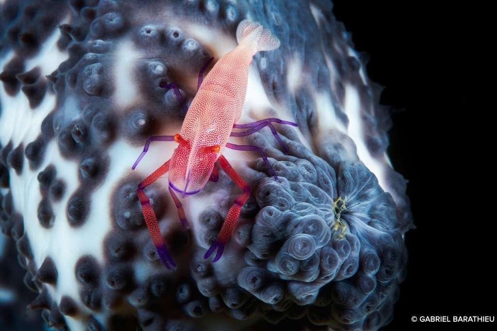 futurasciences's tweet photo. (🌎) ©Gabriel Barathieu est un de ces rares #plongeurs à descendre dans la zone mésophotique et "la #TwilightZone sombre et crépusculaire. Il est l'un des rares à poser son regard de #photographe sur cette vie #aquatique... 👉 https://t.co/QCQklGesGm #photography #deepoceanlive https://t.co/nkIXDmpf8z