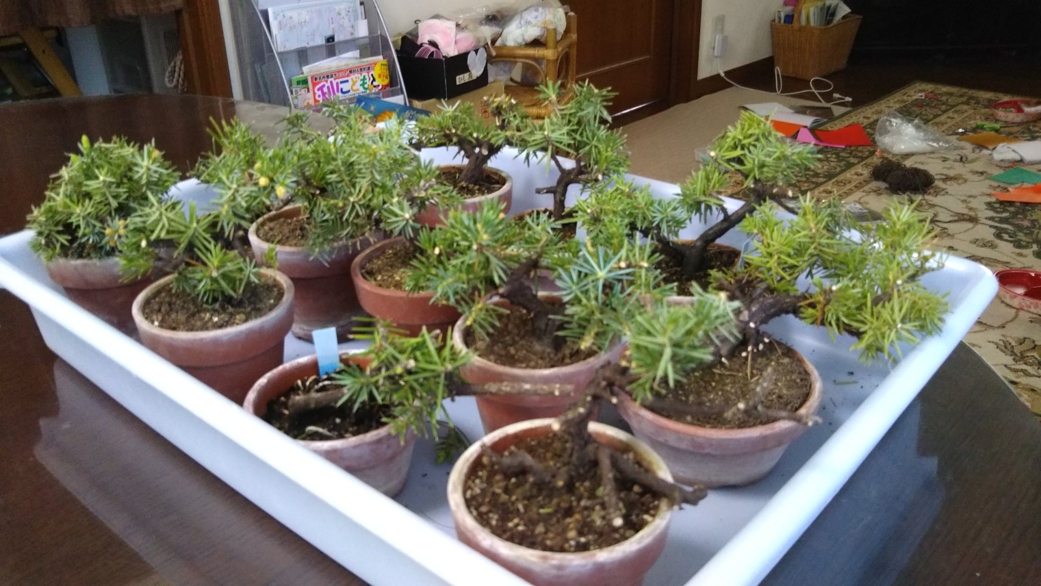 けんじい 次峯鉢 3年以上植え替えず 幹を太らせる為伸ばしっぱなしにしておいた大野系の豆杜松 13鉢 幹も太って来たので 将来構想に沿って剪定しました ４月の中旬に為ったら植え替えようと思っています 剪定した枝で使えそうなものは 挿し木をする