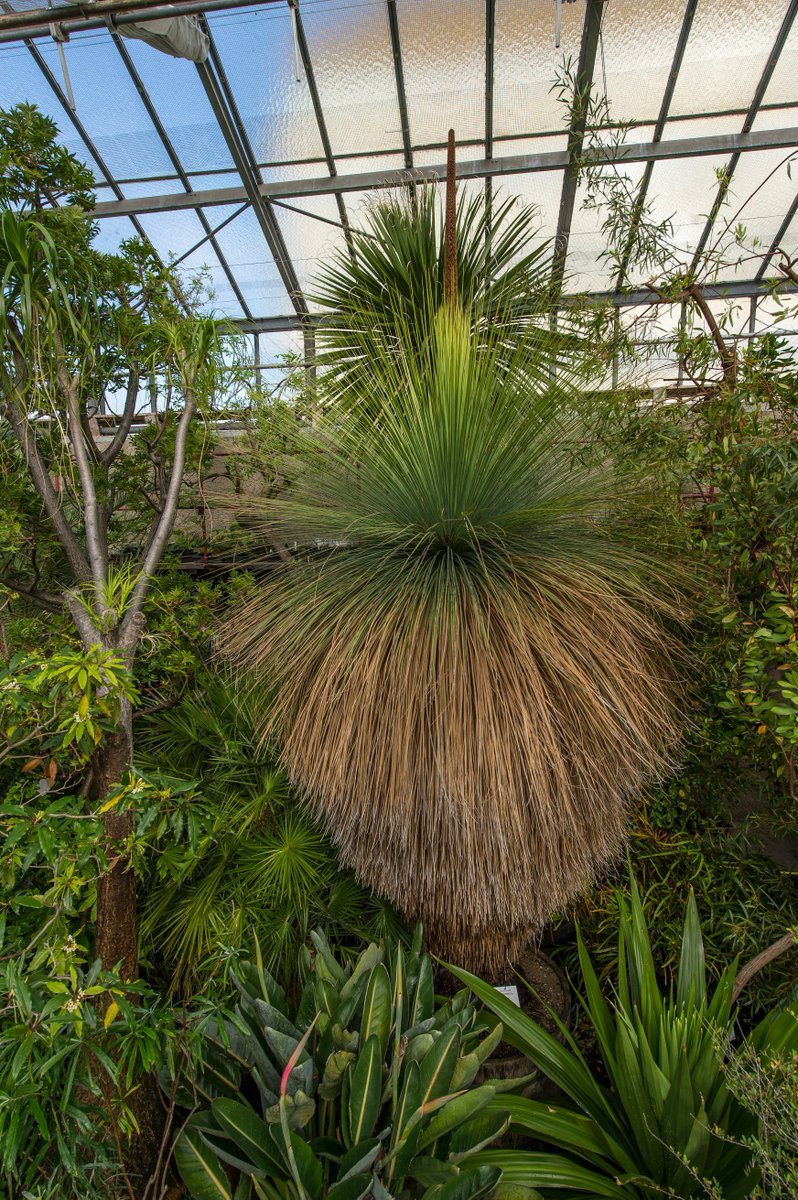 BotGarten's tweet photo. Xanthorrhoea sp. mit Blütenstand
.

#Xanthorrhoea #Wien #März #Botanischergarten #Botanischer #Garten #Grasbaum #Blütenstand #nikonphoto #love #beautiful #springtime #greenhouse #botanischer #garten #botanischergarten #cute #garden #gardenlife #gardening #blume #gardenlove #natur https://t.co/2d8AIOiweW