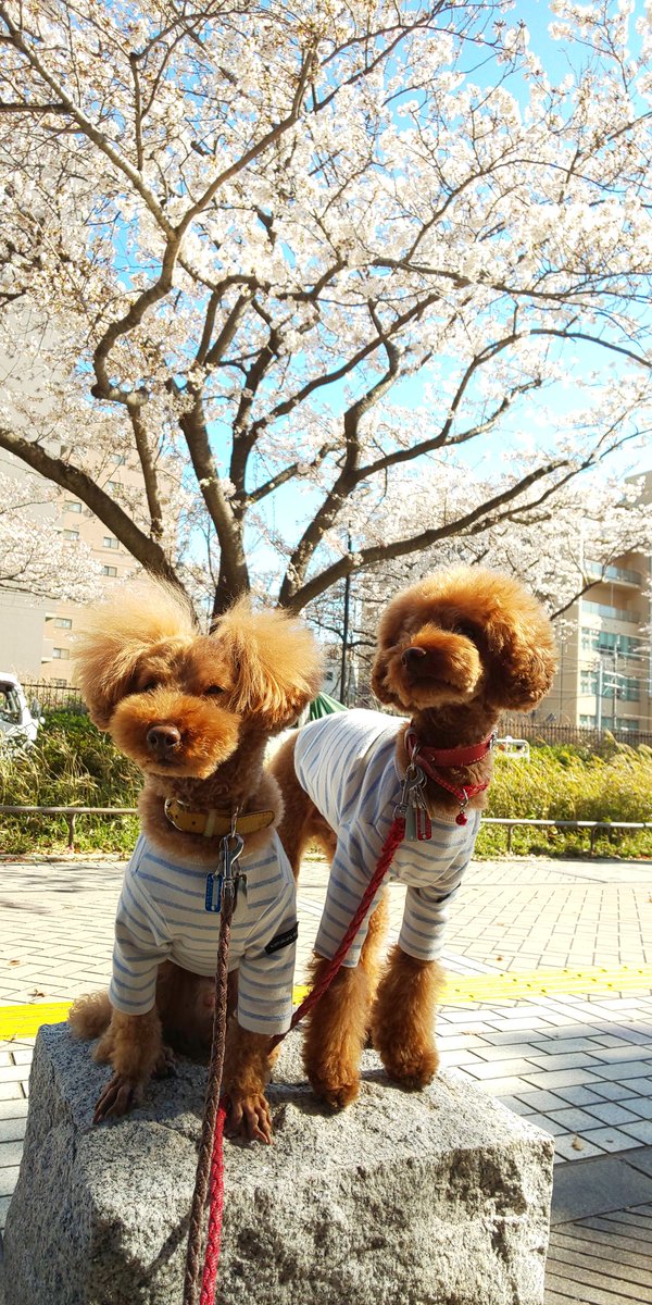 POCOK29524554's tweet photo. #お花見 #幸区のお花見スポット #DECの撮影会楽しみ #おでか犬
お天気なので近況でお花見散歩。やっぱり素人は写真が上手く撮れない。桜とワンコの素敵な写真が欲しいなぁ。 https://t.co/gzgBvmVw2d