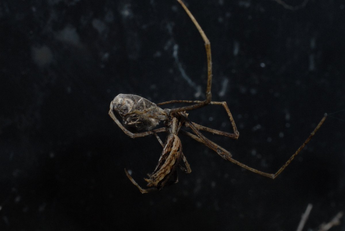 Fine comme une brindille, des yeux de monstres qui lui ont valu son nom anglais d'ogre spider, voici l'araignée gladiateur (Deinopis) : nommée ainsi parce qu'elle tient un filet de soie épaisse entre ses pattes pour capturer toute proie, volante ou rampante, qui passe à sa portée