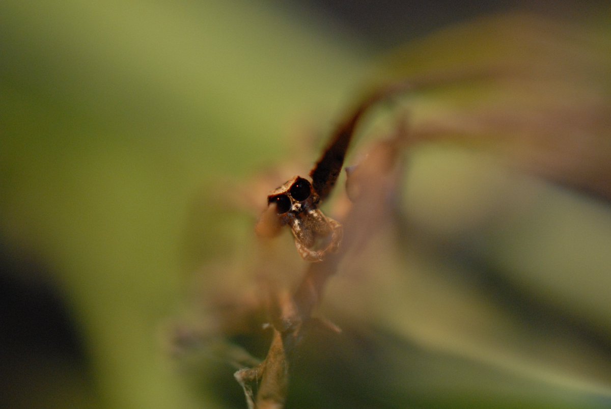 Fine comme une brindille, des yeux de monstres qui lui ont valu son nom anglais d'ogre spider, voici l'araignée gladiateur (Deinopis) : nommée ainsi parce qu'elle tient un filet de soie épaisse entre ses pattes pour capturer toute proie, volante ou rampante, qui passe à sa portée