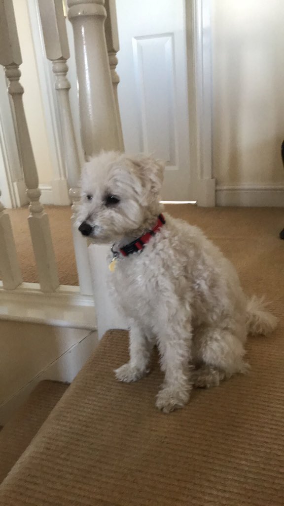 george bush tweet media