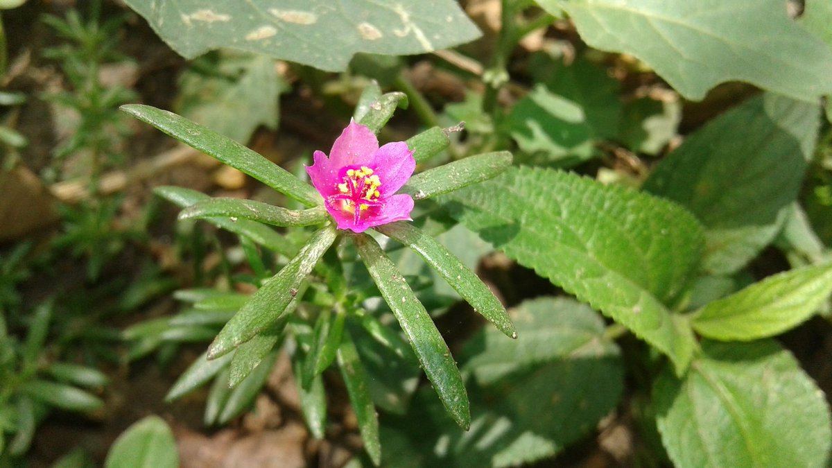 Blessings_36's tweet photo. My love for weed flowers is a never ending saga 🌹🍃

A weed is but an unloved flower &amp; I love weeds, all my weeds are wildflowers in disguise, which is seen through at once, when love give a man eyes 💗🌼

#MyWeedFlower #TodayCapture #Biology #Plants #Nature https://t.co/2aImOdb27e