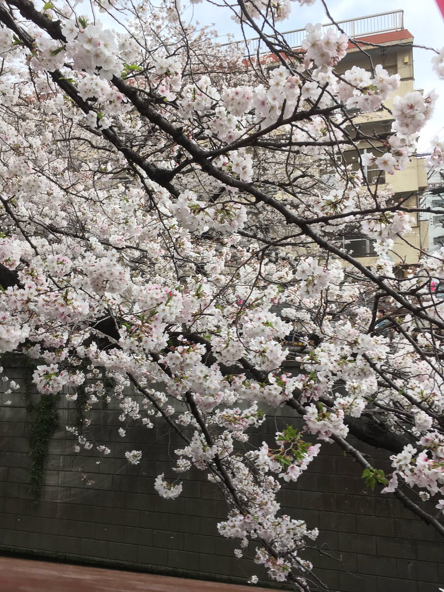 FL_Idiot's tweet photo. お休みだったので目黒川に突撃。
相変わらず目黒川の桜は綺麗でした‼️
そして「とりまる」の超激ウマ唐揚げも毎年恒例🐔
#目黒川 #桜 #花見 #唐揚げ #焼き鳥 #とりまる #名物大将 https://t.co/ujuqMgsj1t
