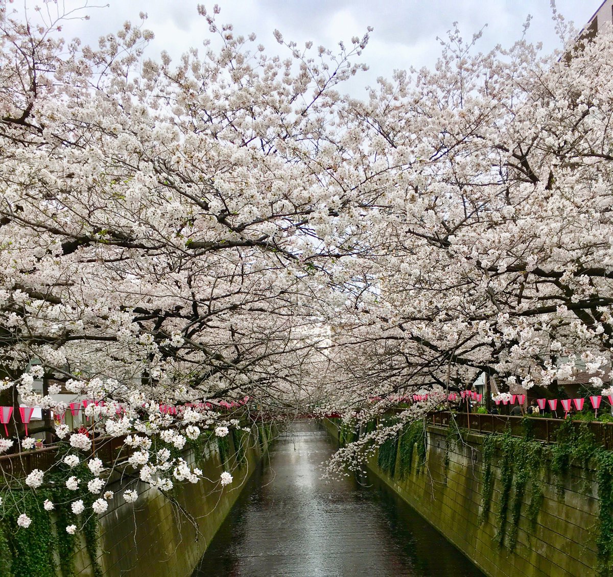 FL_Idiot's tweet photo. お休みだったので目黒川に突撃。
相変わらず目黒川の桜は綺麗でした‼️
そして「とりまる」の超激ウマ唐揚げも毎年恒例🐔
#目黒川 #桜 #花見 #唐揚げ #焼き鳥 #とりまる #名物大将 https://t.co/ujuqMgsj1t
