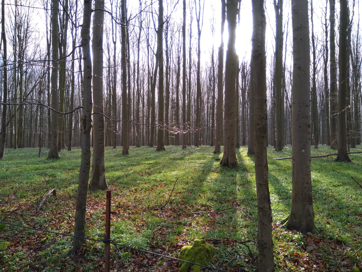 dirk_vanhoutte's tweet photo. Nog even wachten op de wilde hyacinten in Hallerbos https://t.co/X8Lz6DNqa2