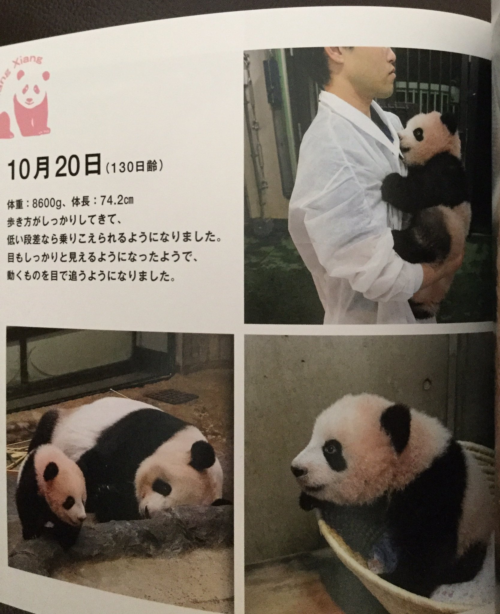 シャンシャン様♡のお家のにさいシャンちゃん♡抱っこシャン♡るあなシャン♡のご注文 上野動物園［公式］ on X: 