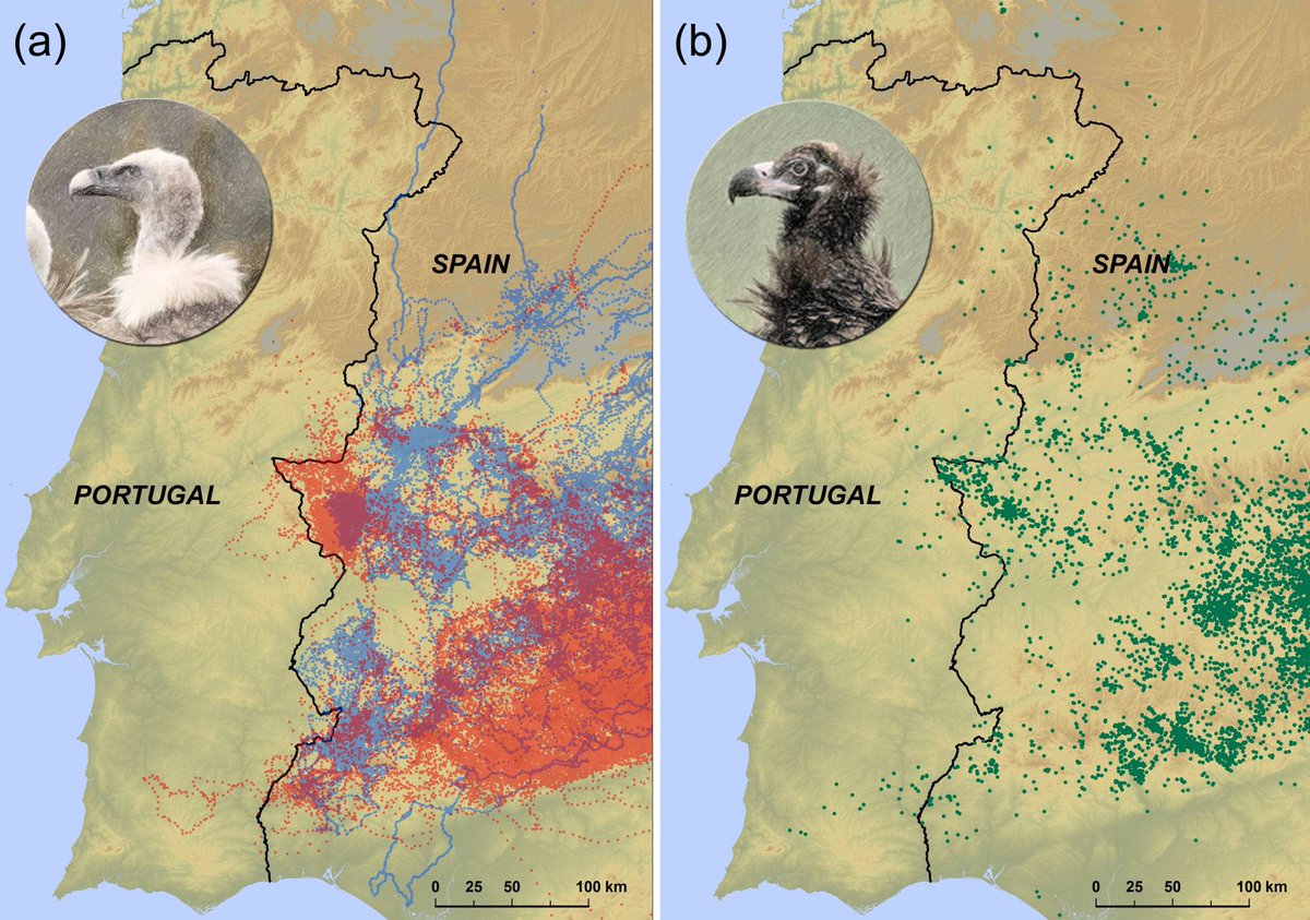 Data collected by Arrondo et. al (2018) by tagging 71 vultures.