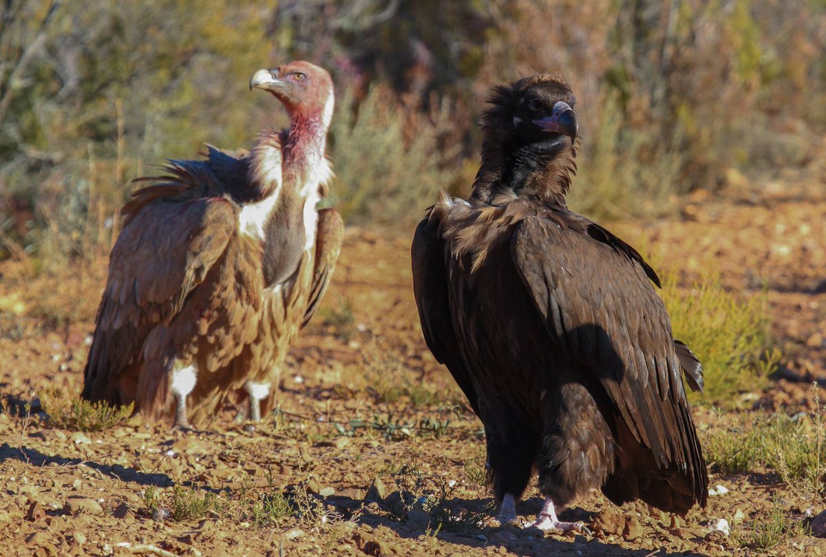 Griffon vulture (left) and cinereous vulture (right). Photo (C) by David Serrano Aceituno.