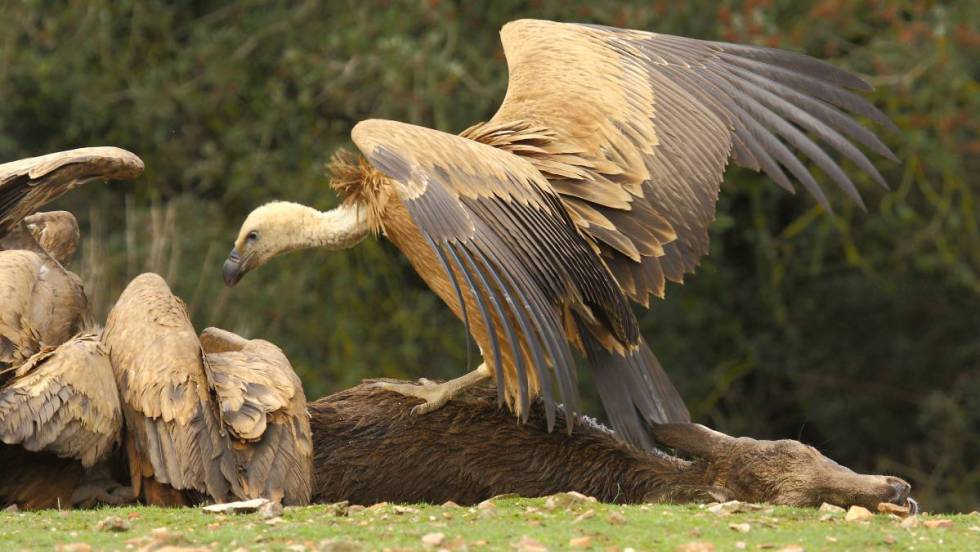 Griffon vultures eating carrion in Spain. Photo (C) by David Serrano Aceituno.