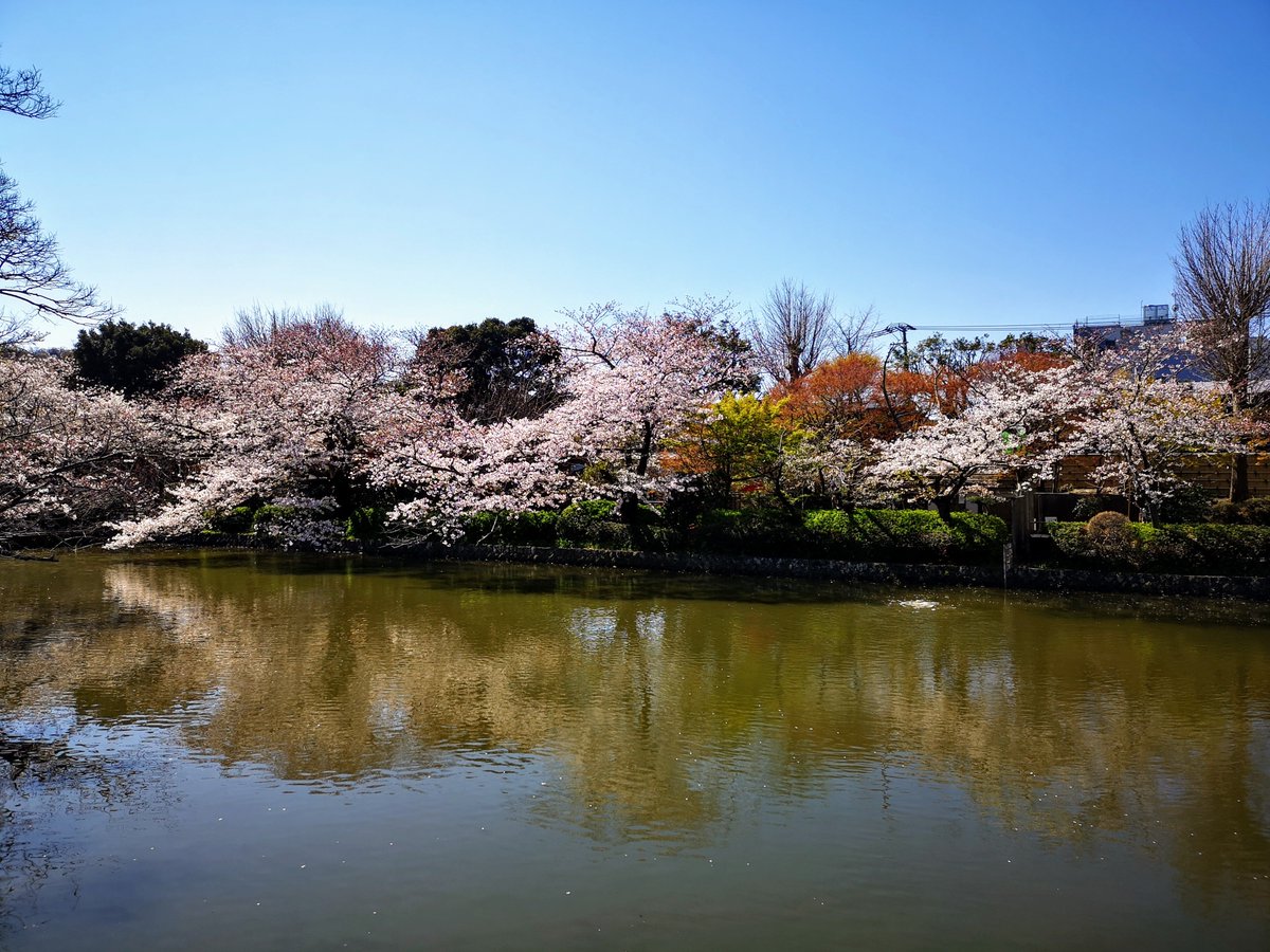 鎌倉市観光協会 على تويتر 鶴岡八幡宮 源平池のサクラが満開です 4月3日撮影 鎌倉 桜