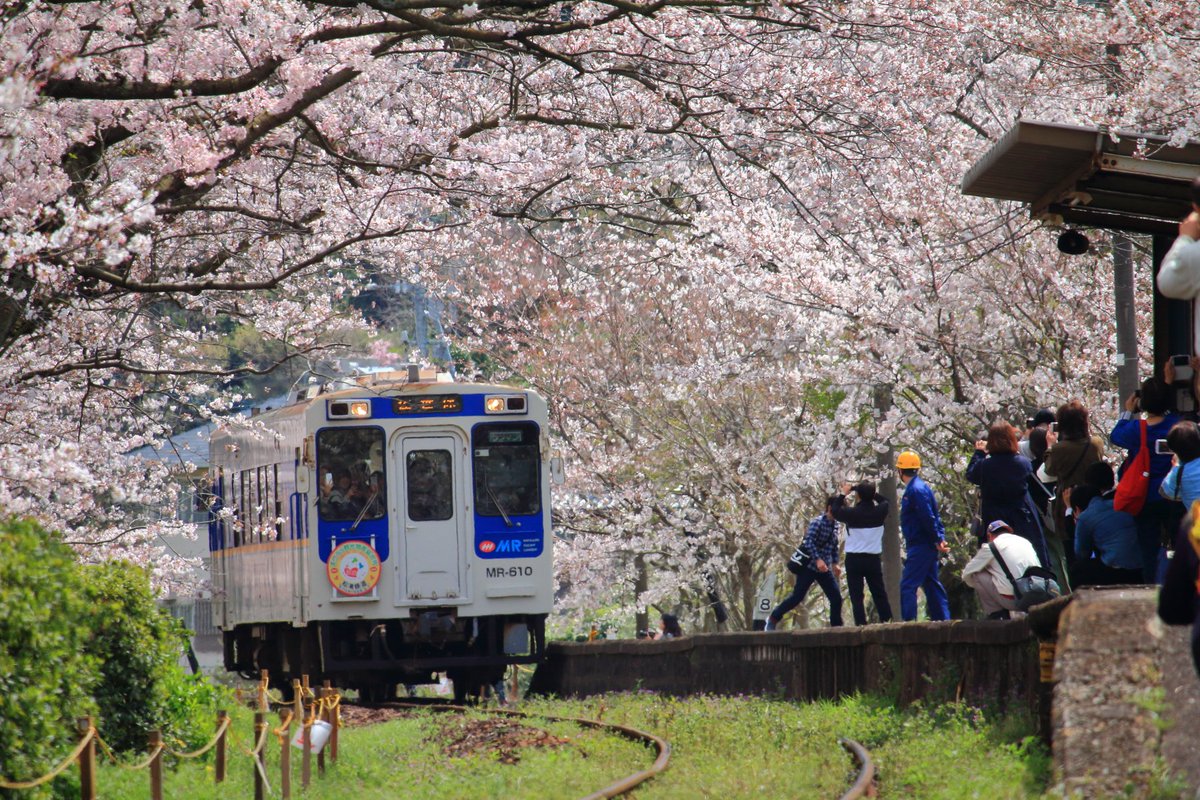 あぶってかもかも とりあえずサブ垢 松浦鉄道 浦ノ崎駅にて 19 03 30 桜のトンネルが綺麗でした 松浦鉄道 浦ノ崎駅 桜の駅 桜 サクラ 伊万里市 佐賀県 T Co 2bitr5prmu Twitter